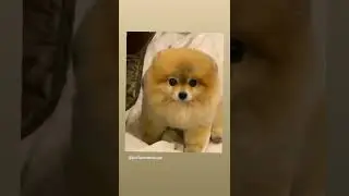 #hayvan #life #yaşam #pomeranian #dogs #doglovers #k&ouml;pek #keşfet #takip #takiptekal
