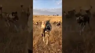 Heart-Stopping Wildlife Rescue: Mother Saves Cub from Wild Dogs #shorts #wildlife #safari #animals