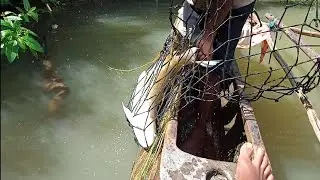 Wow!!!! big fishcathing video in kiridioya Riva