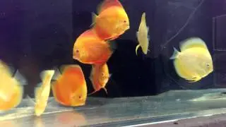 Discus fish eating Hikari bio gold