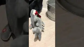 Kid of America Corp Christmas shark 2018