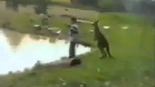 kangaroo kicks kid into river