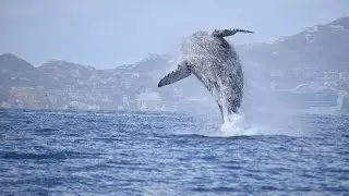 Whale Watching, Cabo San Lucas 1/12/2027