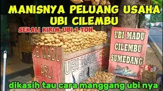 MANISNYA PELUANG USAHA UBI CILEMBU