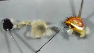 Rhagoletis pomonella (Tephritidae) - Dissection of digestive system