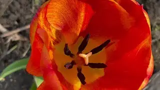 Were the Costco Tulip Bulbs Worth it?