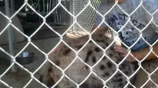 Bryan Hawn introduces New Times to Jake, the hyena