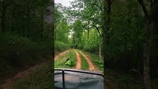 #mpforest