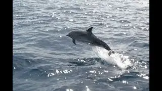 Dolphin Smile