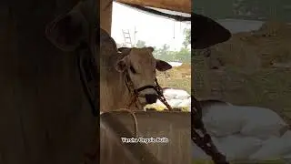 RK BULLS (Legend) junior bulls
