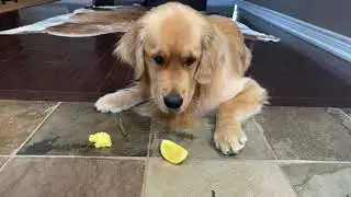 Golden Retriever's Food Review