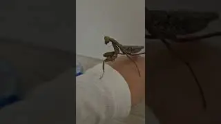 새로운 친구들과 초희귀 갈색 넓적배 사마귀! Some new additions to our family & a rare brown Giant Asian Mantis!