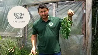 Como usar o cinamomo como UM REPELENTE NATURAL e transformar sua horta