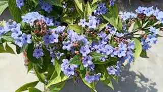 333 -Evergreen Shrub - How to grow & care Eranthemum Pulchellum/Blue Sage/Flowers se bhari Blue Sage