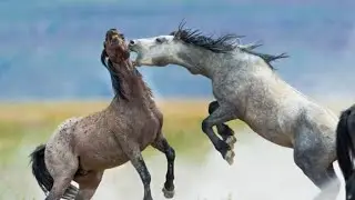 Wild Horse Fighting