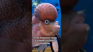 вот это юмор