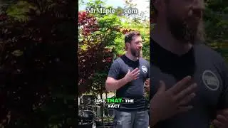 Acer palmatum 'Bihou' &mdash; мультяшное дерево, которое так нужно вашему саду!
