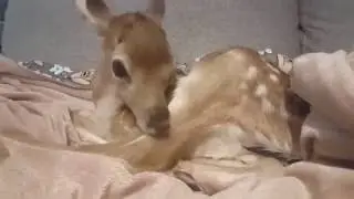 Orphaned deer finds solace in the wings of a pigeon