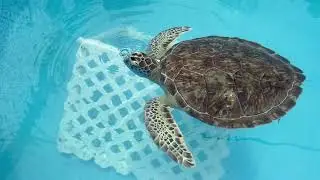 Summer Road Trip: Turtle Hospital, Florida Keys
