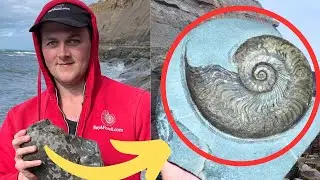 Jaw-Dropping Ammonite Discovery - Watch This!