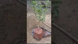 lemon plantation/lemon tree/lemon tree plantation in Tamil