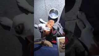 Dog sitting in Edinburgh