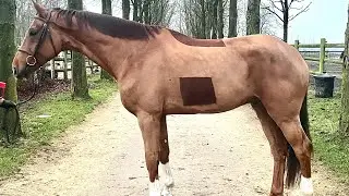 Diamand 🐴 6 yo gelding by (Oklahoma vd Zelm)