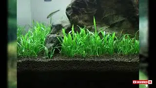 Lilaeopsis brasiliensis