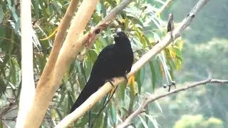 Common Koel
