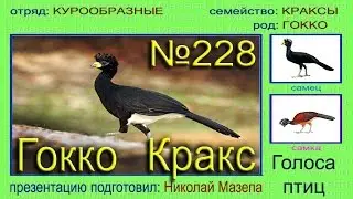 Гокко Кракс. Голоса птиц