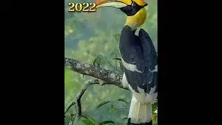 2022 hornbill and 2000 bce hornbill (who&rsquo;s next)?//history creatures//#shorts