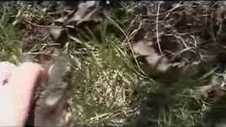 Baby Cotton Tail Rabbits At About 9 Days Old