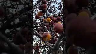 #music #boston #lifeisbutadream #autumn #autumnlook #Crabapple#CrabappleTree#WildApples#WinterFruit
