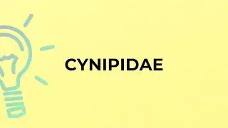 What is the meaning of the word CYNIPIDAE?