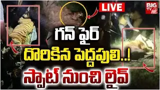 LIVE🛑: | Tiger Hulchul In East Godavari District |  దొరికిన పెద్దపులి | Tiger Found | BIG TV