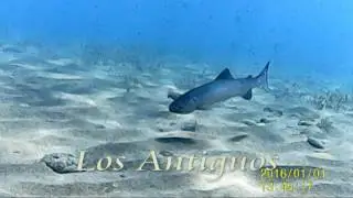 Peces en nuestro lago