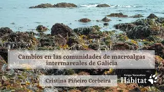 Cambios en las comunidades de macroalgas intermareales de Galicia.