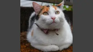 Calm purr 2026