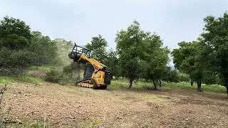 Mastication of live oak tree