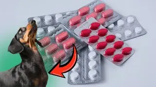 Descubra o PRODUTO MILAGROSO ANTI INFLAMATÓRIO PARA CÃES
