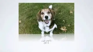 [Puppy Training Tips] What Are Some Basic Dog Commands To Teach My Puppy?
