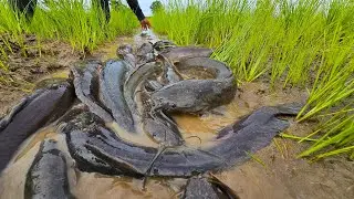 Crazy Catch! Massive Catfish Caught by Hand