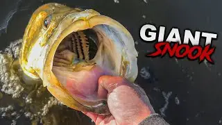 GIANT SNOOK CAUGHT on the NLBN Lil Mullet!! Fishing Tampa Florida!