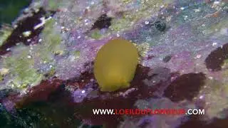 Berthelline orange - Berthella edwardsii