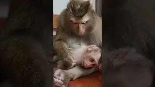 Nui Family | Monkey Baby Nui and daughter Poni