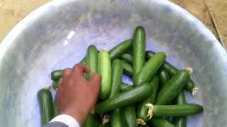 Modern Farming : Green house farming (An Interview)