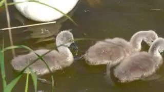 5 little cute baby Swans - s&uuml;&szlig;e Schwan Babys :)