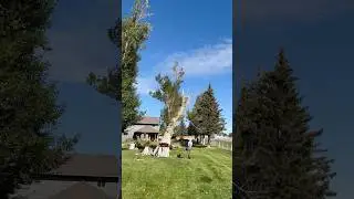 Back cut🌳 #tree #work #summer #arborist #edgetreecare