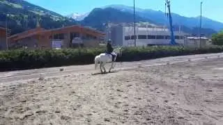 Reiternadel Dressur