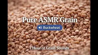 Pure ASMR Buckwheat 🌾 | 1 Hour Grain Sounds for Sleep, Relax & Focus